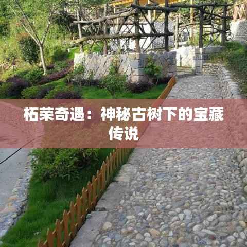 柘荣奇遇:神秘古树下的宝藏传说
