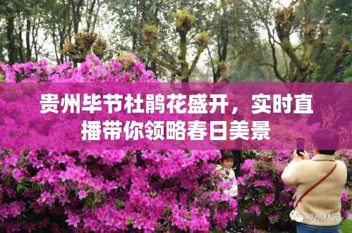 贵州毕节杜鹃花盛开,实时直播带你领略春日美景