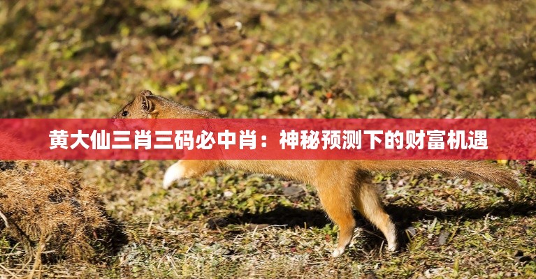 黄大仙三肖三码必中肖:神秘预测下的财富机遇