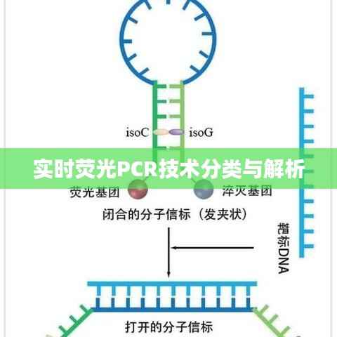 实时荧光PCR技术分类与解析