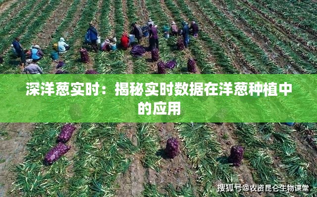 深洋葱实时:揭秘实时数据在洋葱种植中的应用
