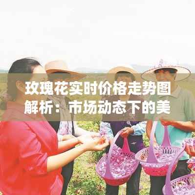 玫瑰花实时价格走势图解析:市场动态下的美丽经济
