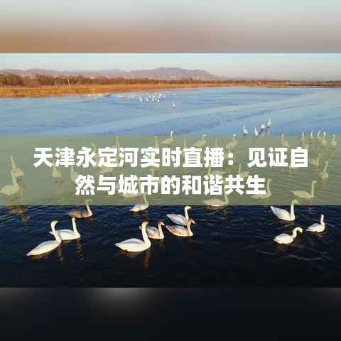 天津永定河实时直播：见证自然与城市的和谐共生