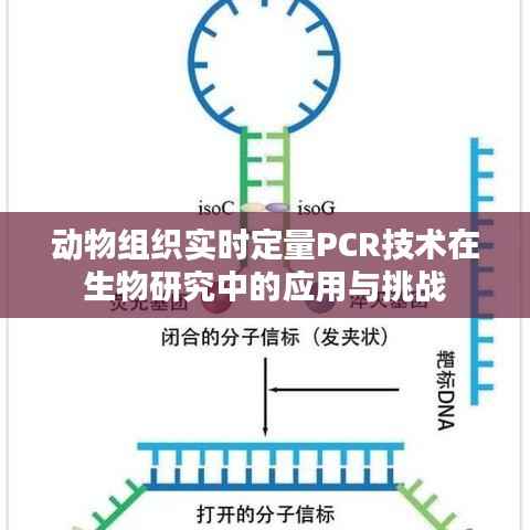 动物组织实时定量PCR技术在生物研究中的应用与挑战