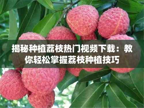 揭秘种植荔枝热门视频下载：教你轻松掌握荔枝种植技巧