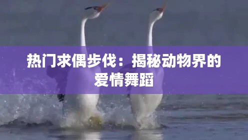 热门求偶步伐：揭秘动物界的爱情舞蹈