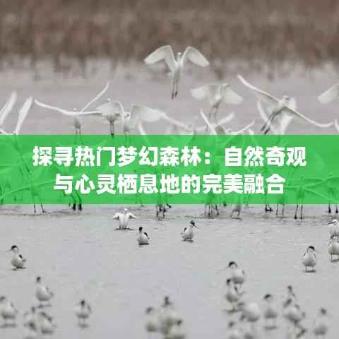 探寻热门梦幻森林:自然奇观与心灵栖息地的完美融合