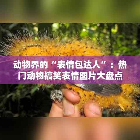 动物界的“表情包达人”：热门动物搞笑表情图片大盘点