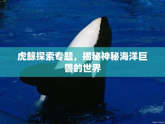 虎鲸探索专题,揭秘神秘海洋巨兽的世界