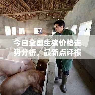 今日全国生猪价格走势分析，最新点评报告