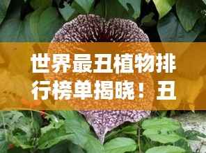 世界最丑植物排行榜单揭晓!丑出新高度,你敢相信吗?