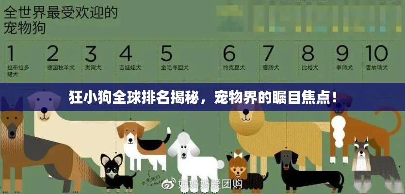 狂小狗全球排名揭秘,宠物界的瞩目焦点!