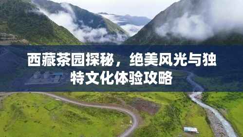 西藏茶园探秘,绝美风光与独特文化体验攻略