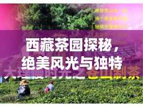 西藏茶园探秘,绝美风光与独特文化体验攻略
