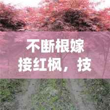 不断根嫁接红枫,技术与艺术的完美融合