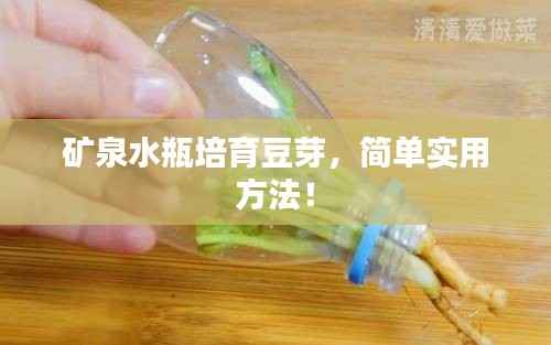 矿泉水瓶培育豆芽,简单实用方法!