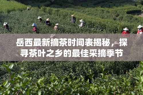 岳西最新摘茶时间表揭秘,探寻茶叶之乡的最佳采摘季节