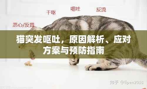 猫突发呕吐,原因解析、应对方案与预防指南