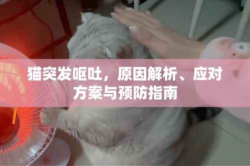猫突发呕吐,原因解析、应对方案与预防指南