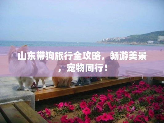 山东带狗旅行全攻略,畅游美景,宠物同行!