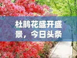 杜鹃花盛开盛景,今日头条带你领略自然魅力