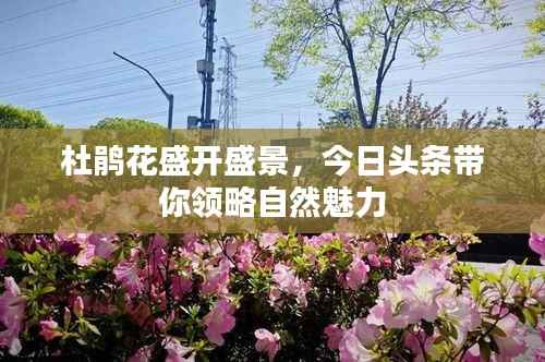 杜鹃花盛开盛景,今日头条带你领略自然魅力