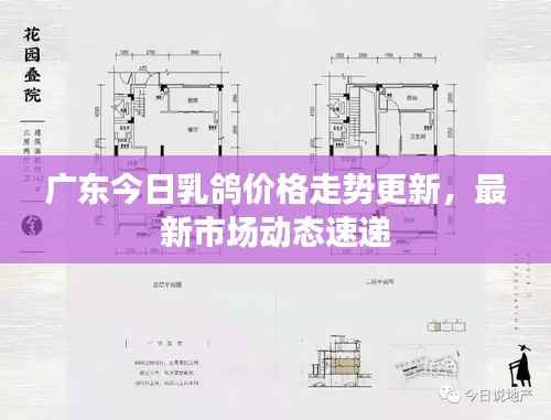 广东今日乳鸽价格走势更新，最新市场动态速递