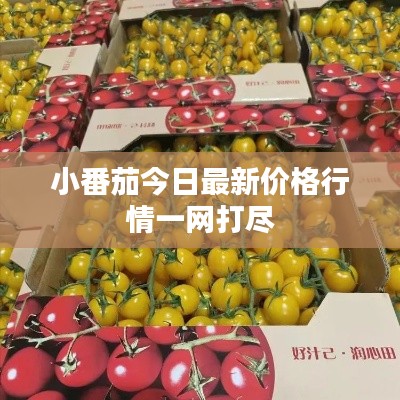 小番茄今日最新价格行情一网打尽