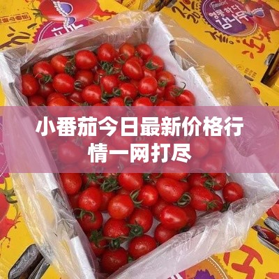 小番茄今日最新价格行情一网打尽