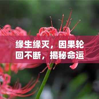 缘生缘灭,因果轮回不断,揭秘命运之谜!
