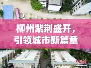 柳州紫荆盛开,引领城市新篇章,新闻头条热议