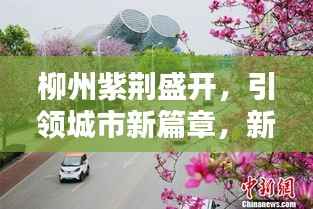 柳州紫荆盛开,引领城市新篇章,新闻头条热议