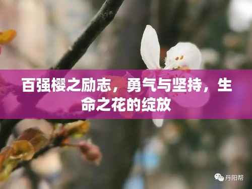百强樱之励志,勇气与坚持,生命之花的绽放
