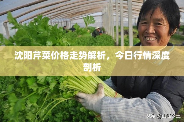 沈阳芹菜价格走势解析,今日行情深度剖析
