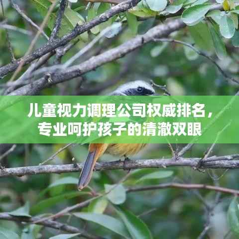 儿童视力调理公司权威排名，专业呵护孩子的清澈双眼