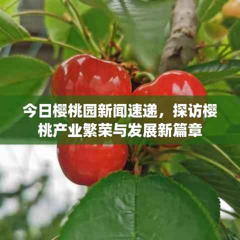 今日樱桃园新闻速递，探访樱桃产业繁荣与发展新篇章