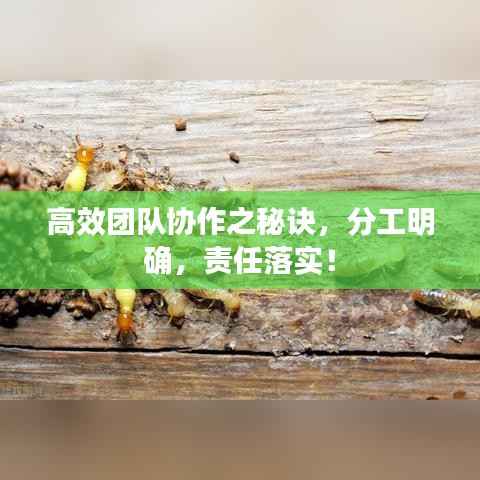 高效团队协作之秘诀，分工明确，责任落实！