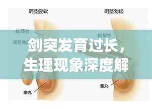 剑突发育过长，生理现象深度解析
