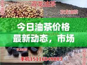 今日油茶价格最新动态,市场走势一网打尽