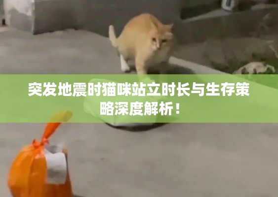 突发地震时猫咪站立时长与生存策略深度解析!