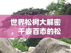 世界松树大解密,千姿百态的松树排名与探寻!