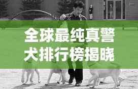 全球最纯真警犬排行榜揭晓!