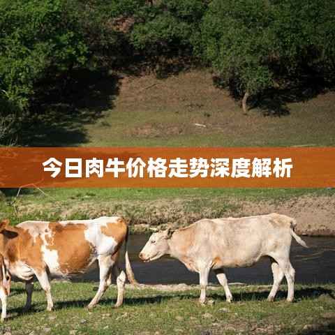 今日肉牛价格走势深度解析
