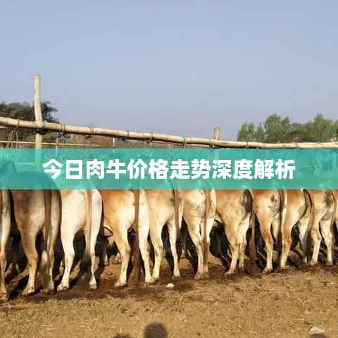 今日肉牛价格走势深度解析