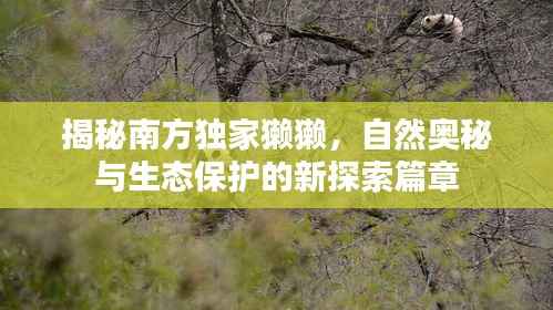 揭秘南方独家獭獭,自然奥秘与生态保护的新探索篇章