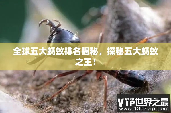 全球五大蚂蚁排名揭秘,探秘五大蚂蚁之王!