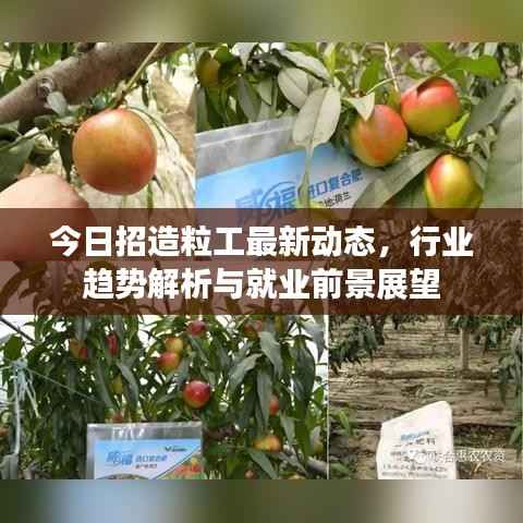 今日招造粒工最新动态，行业趋势解析与就业前景展望
