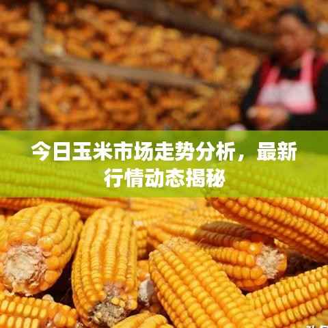 今日玉米市场走势分析,最新行情动态揭秘
