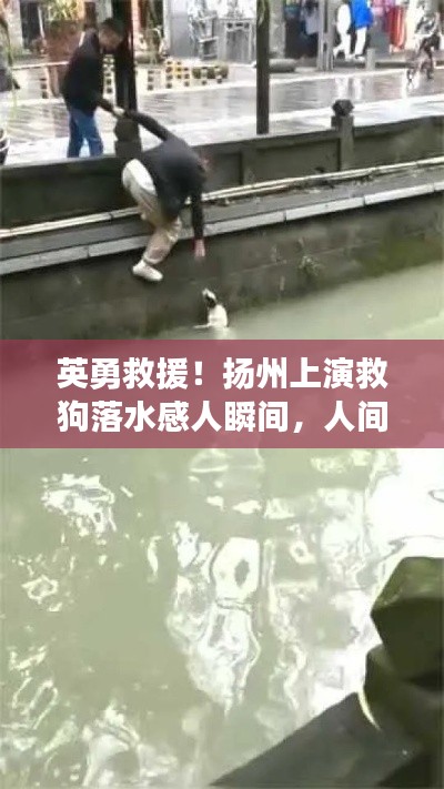 英勇救援!扬州上演救狗落水感人瞬间,人间大爱闪耀瞬间