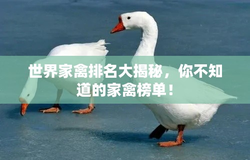 世界家禽排名大揭秘,你不知道的家禽榜单!